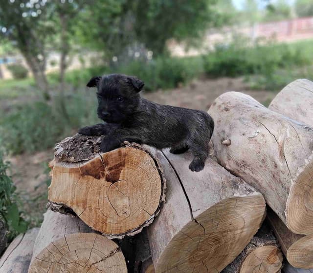 Cairn Terrier Puppies media 11
