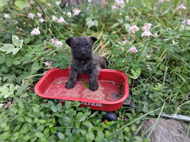 Cairn Terrier Puppies media 12