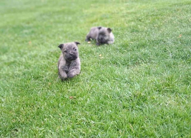 Cairn Terrier Puppies media 13