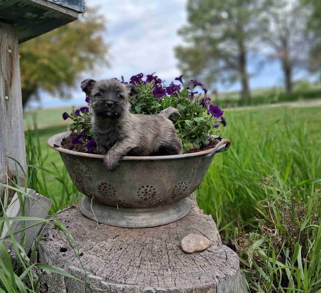 Cairn Terrier Puppies media 14
