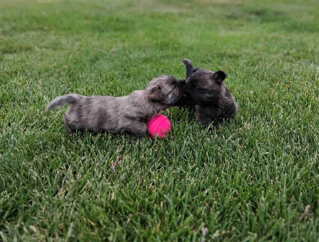Cairn Terrier Puppies media 15