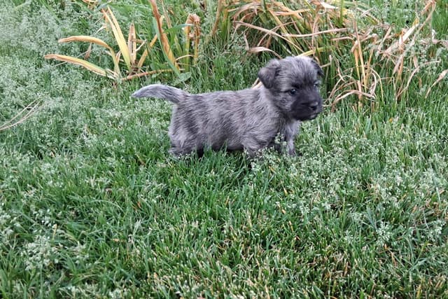 Cairn Terrier Puppies media 16
