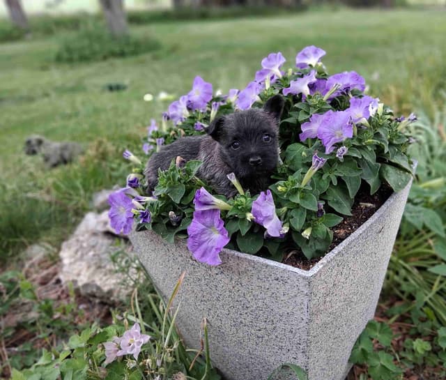 Cairn Terrier Puppies media 17