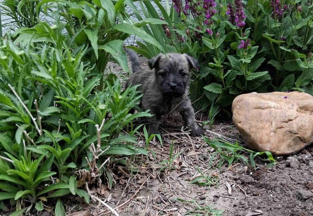 Cairn Terrier Puppies media 18