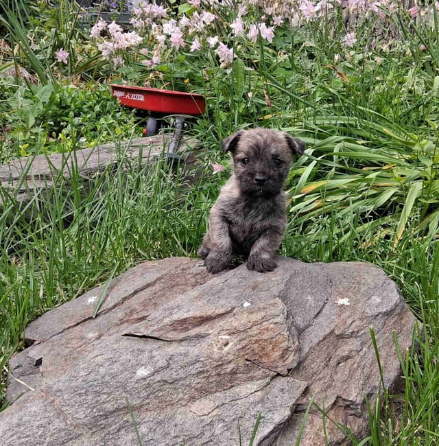 Cairn Terrier Puppies media 19