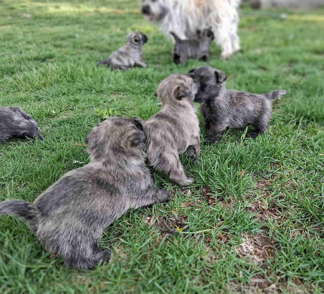 Cairn Terrier Puppies media 20