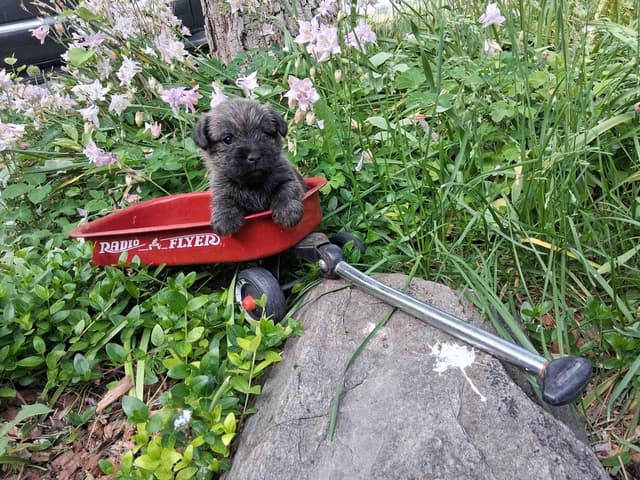 Cairn Terrier Puppies media 21