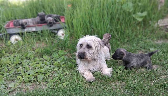 Cairn Terrier Puppies media 22