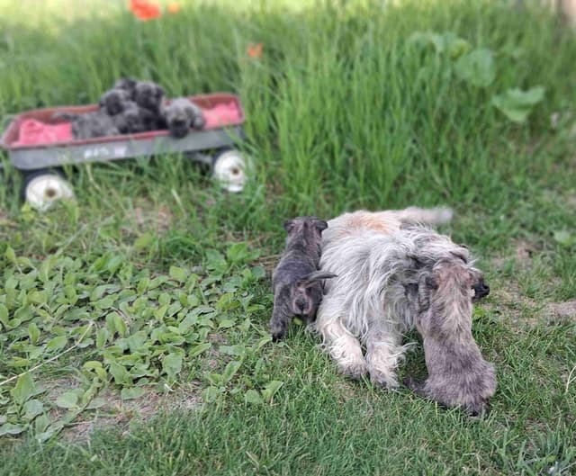 Cairn Terrier Puppies media 23