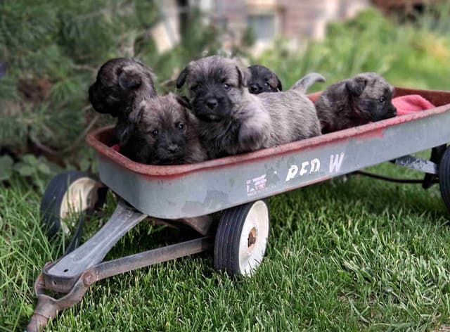 Cairn Terrier Puppies media 25