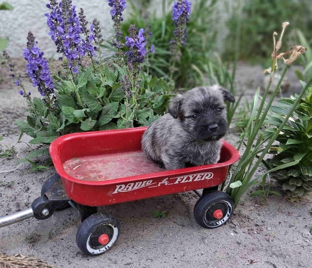 Cairn Terrier Puppies media 26