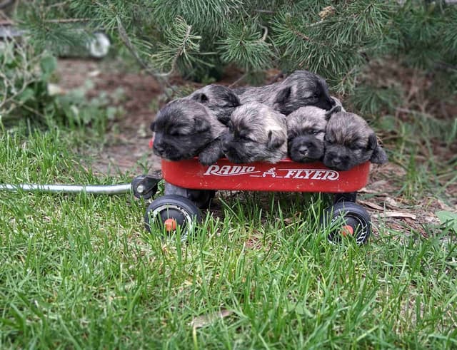 Cairn Terrier Puppies media 28