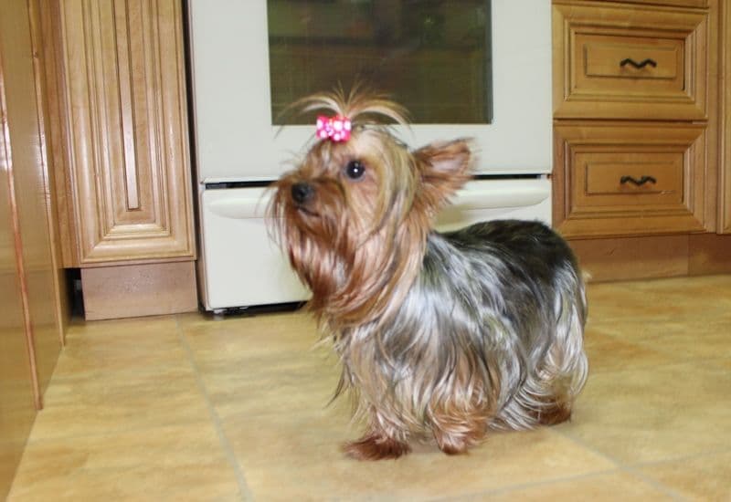 Maltese Puppies - (509)680-0180 - Maltese for Sale in Washington state breeder image 5