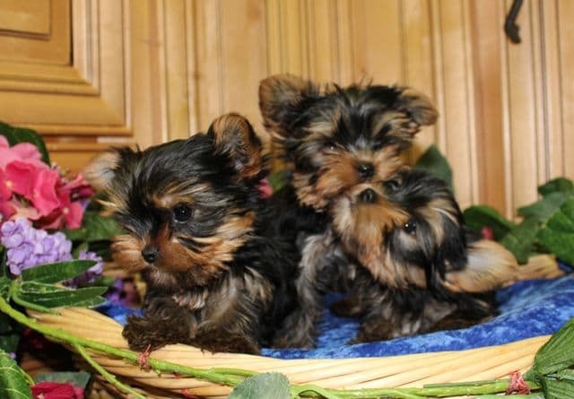 Maltese Puppies - (509)680-0180 - Maltese for Sale in Washington state breeder image 7