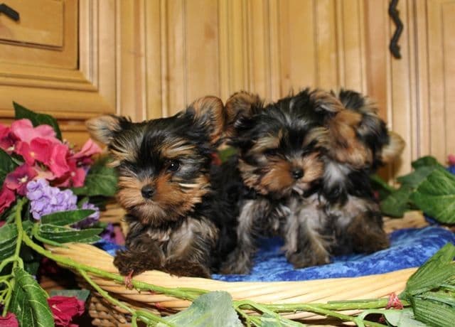 Maltese Puppies - (509)680-0180 - Maltese for Sale in Washington state breeder image 6