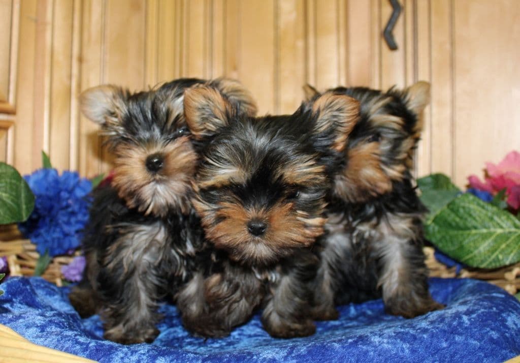 Maltese Puppies - (509)680-0180 - Maltese for Sale in Washington state breeder image 8