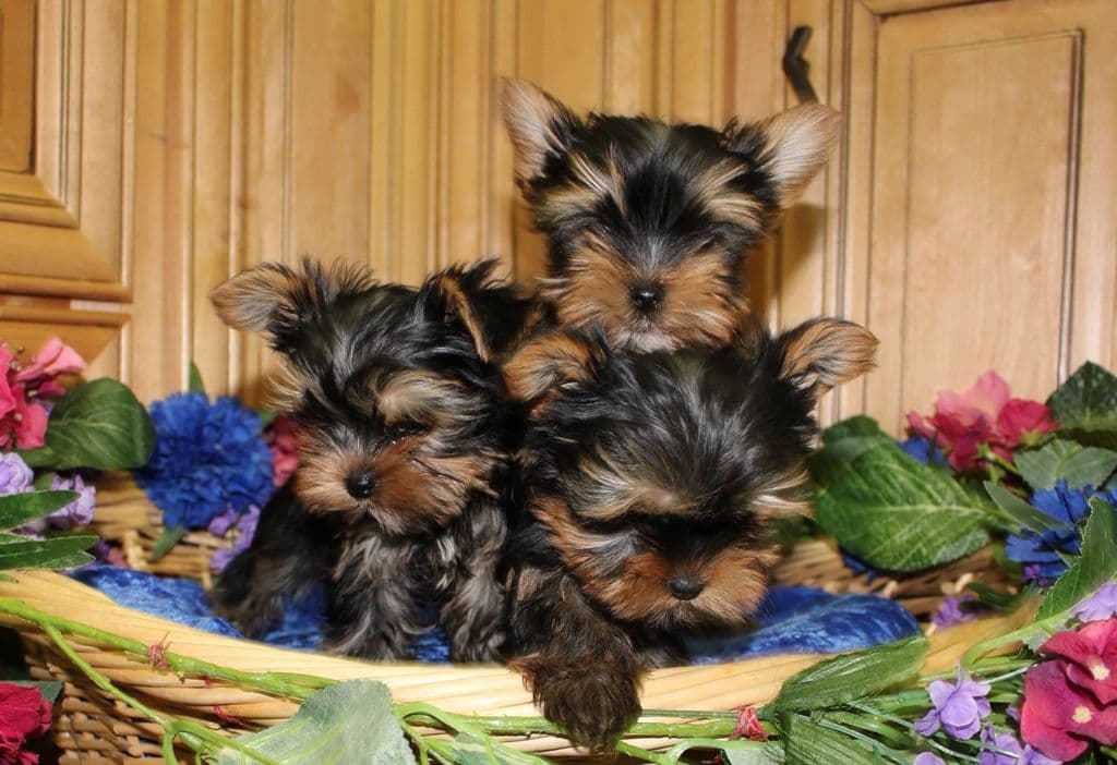 Maltese Puppies - (509)680-0180 - Maltese for Sale in Washington state breeder image 9