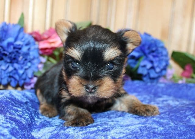 Maltese Puppies - (509)680-0180 - Maltese for Sale in Washington state breeder image 10