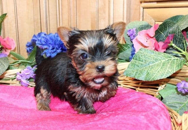 Maltese Puppies - (509)680-0180 - Maltese for Sale in Washington state breeder image 11