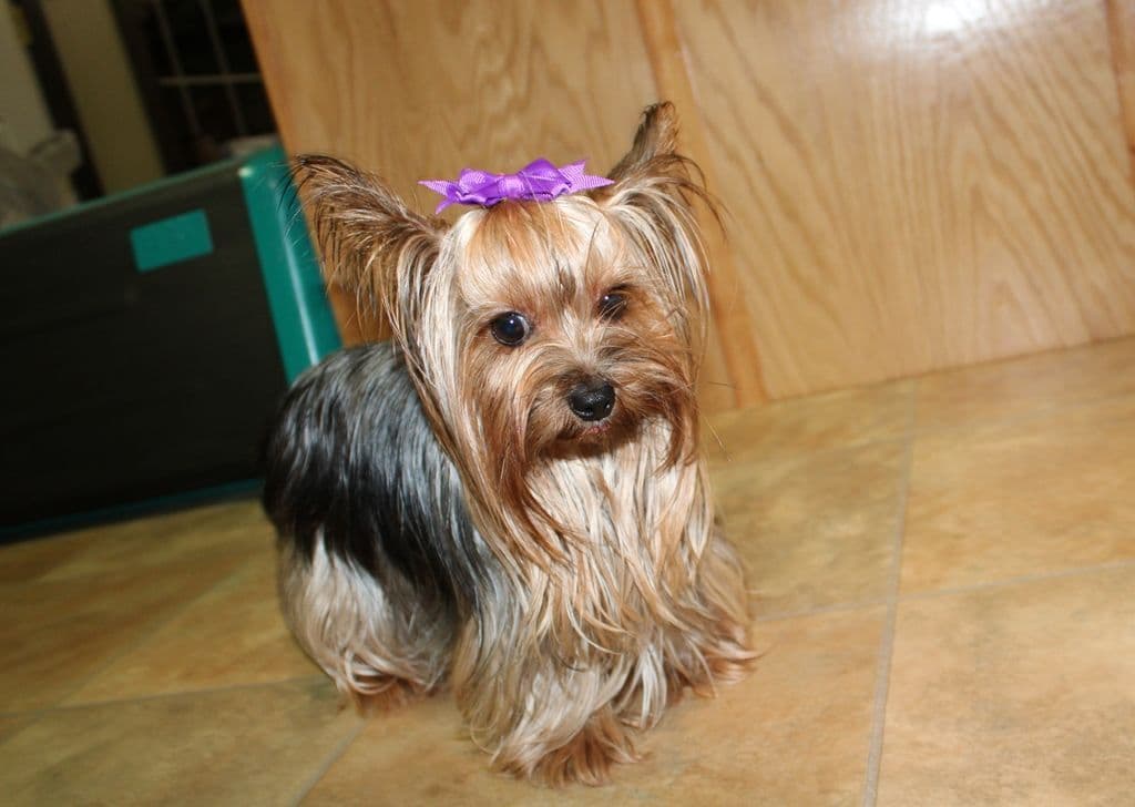 Maltese Puppies - (509)680-0180 - Maltese for Sale in Washington state breeder image 1
