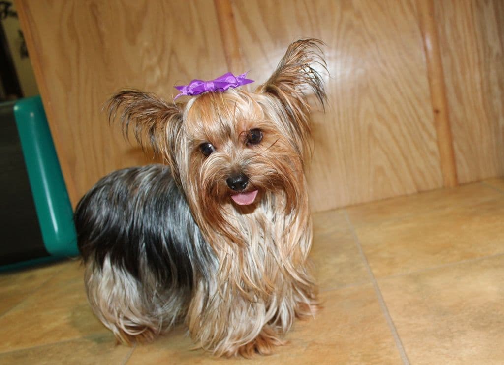 Maltese Puppies - (509)680-0180 - Maltese for Sale in Washington state breeder image 2