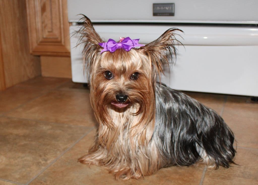 Maltese Puppies - (509)680-0180 - Maltese for Sale in Washington state breeder image 3