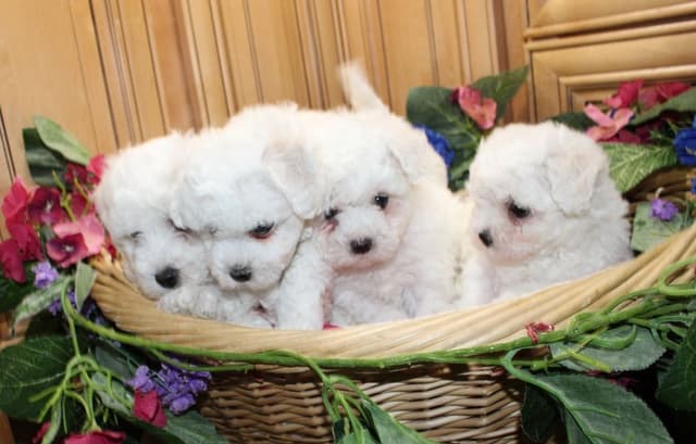Bichon Frise Puppies (509)680-0180 Bichons for sale in Washinton state media 3