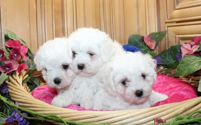 Bichon Frise Puppies (509)680-0180 Bichons for sale in Washinton state media 4