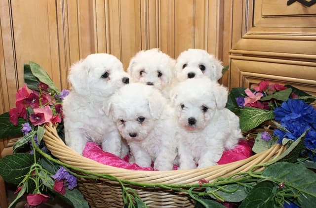 Bichon Frise Puppies (509)680-0180 Bichons for sale in Washinton state media 2