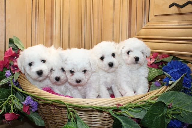 Bichon Frise Puppies (509)680-0180 Bichons for sale in Washinton state media 5