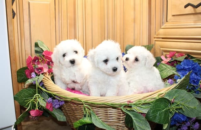 Bichon Frise Puppies (509)680-0180 Bichons for sale in Washinton state media 6