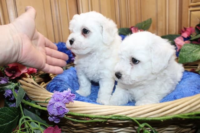 Bichon Frise Puppies (509)680-0180 Bichons for sale in Washinton state media 10