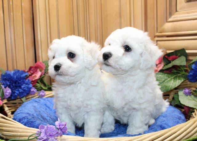 Bichon Frise Puppies (509)680-0180 Bichons for sale in Washinton state media 9