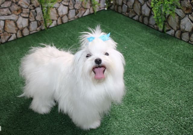 Maltese Puppies - (509)680-0180 - Maltese for Sale in Washington state media 11