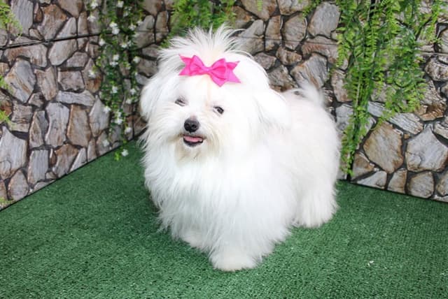 Maltese Puppies - (509)680-0180 - Maltese for Sale in Washington state media 12