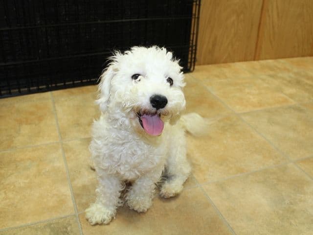 Bichon Frise Puppies (509)680-0180 Bichons for sale in Washinton state media 11