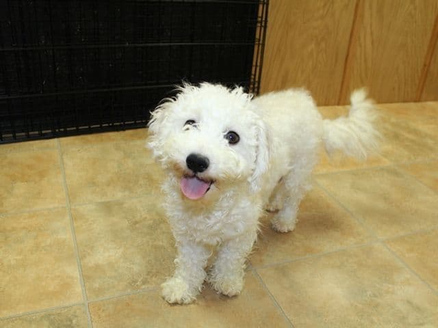 Bichon Frise Puppies (509)680-0180 Bichons for sale in Washinton state media 12