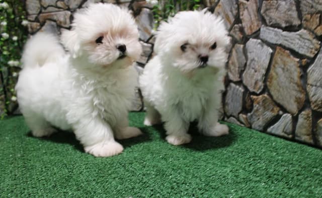 Maltese Puppies - (509)680-0180 - Maltese for Sale in Washington state media 2