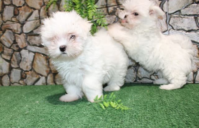 Maltese Puppies - (509)680-0180 - Maltese for Sale in Washington state media 3