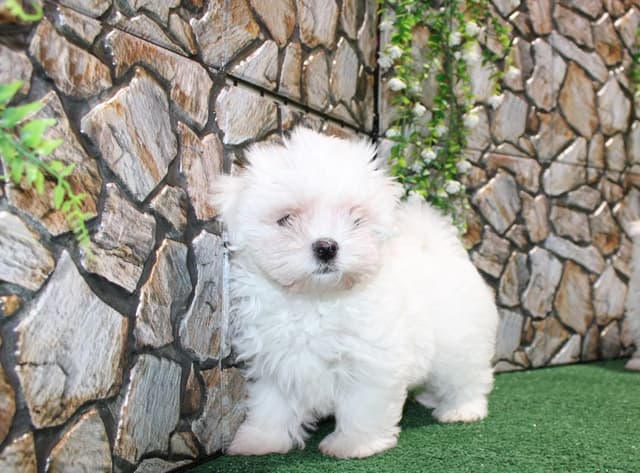 Maltese Puppies - (509)680-0180 - Maltese for Sale in Washington state media 4
