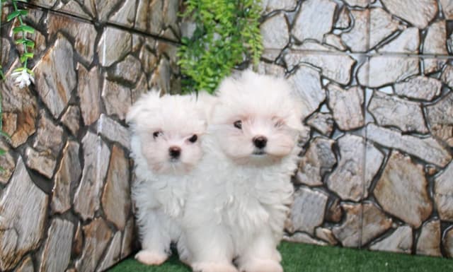 Maltese Puppies - (509)680-0180 - Maltese for Sale in Washington state media 5