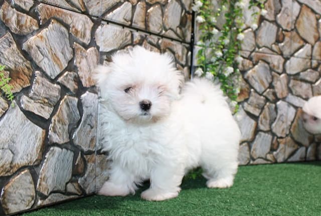 Maltese Puppies - (509)680-0180 - Maltese for Sale in Washington state media 6