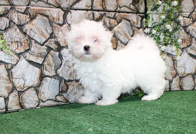 Maltese Puppies - (509)680-0180 - Maltese for Sale in Washington state media 7