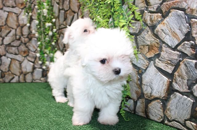 Maltese Puppies - (509)680-0180 - Maltese for Sale in Washington state media 8
