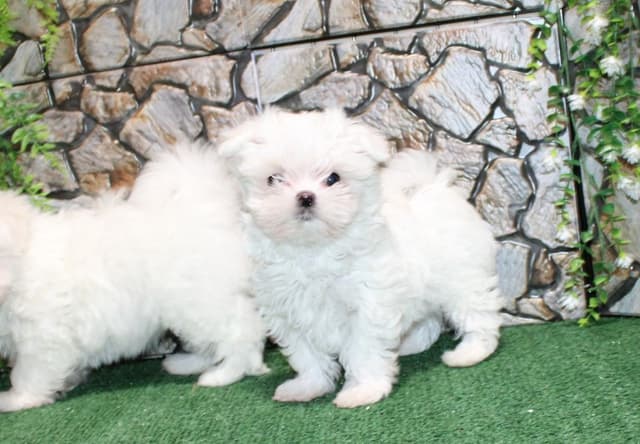 Maltese Puppies - (509)680-0180 - Maltese for Sale in Washington state media 9
