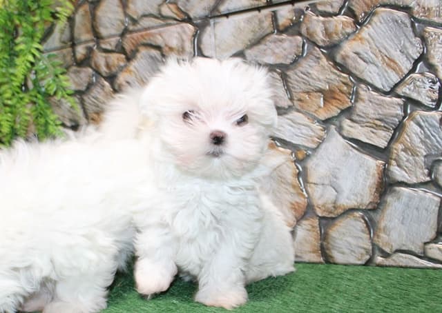 Maltese Puppies - (509)680-0180 - Maltese for Sale in Washington state media 10
