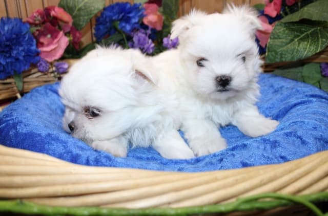 Maltese Puppies - (509)680-0180 - Maltese for Sale in Washington media 5