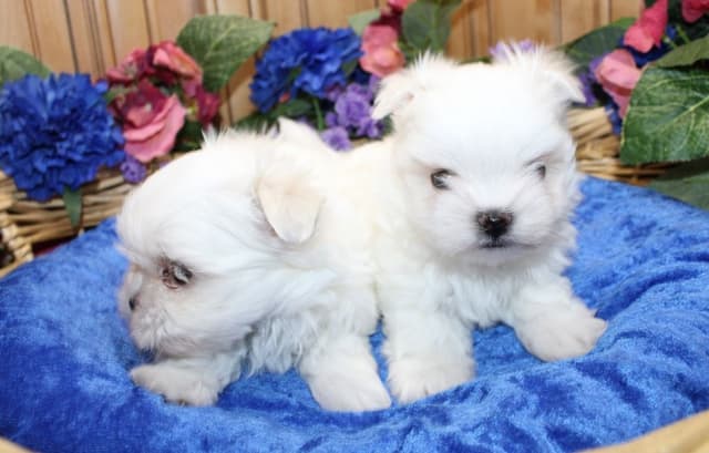 Maltese Puppies - (509)680-0180 - Maltese for Sale in Washington media 7