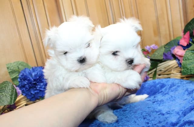 Maltese Puppies - (509)680-0180 - Maltese for Sale in Washington media 3