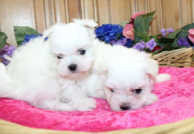 Maltese Puppies - (509)680-0180 - Maltese for Sale in Washington media 6